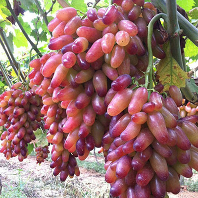 CYBEXIS Seeds for Orchard - Grape Seeds400 Seeds Seed(400 per packet)