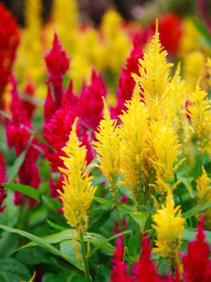 Lorvox Hybrid Mix Colors Of Celosia Flowers Seed(90 per packet)