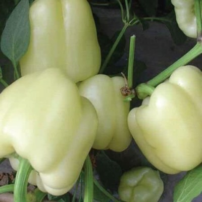 Aywal White Color Capsicum, Shimla Mirch Seed(340 per packet)