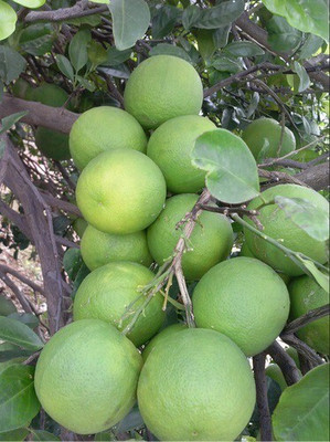 Quentova Sweet lemon (Citrus limetta) Seed-NTL-7G Seed(15 per packet)