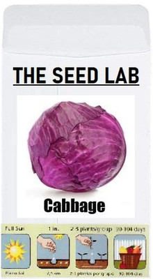 CYBEXIS Organic Vegetable Seeds-Red Cabbage2000 Seeds Seed(2000 per packet)