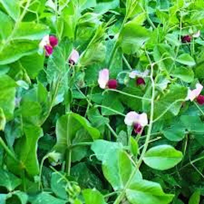 Qualtivate PUAS-6A Dwarf Grey Sugar Snow Pea Seeds Seed(200 per packet)