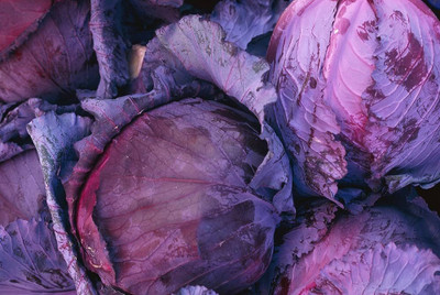 wequality purpla hybrid f1 cabbage seeds/cabbage seeds 17 Seed(17 per packet)