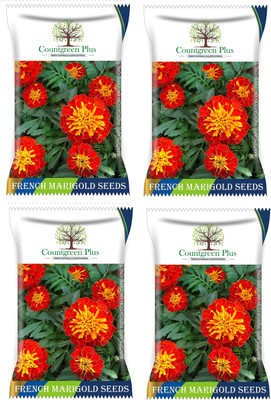 Countgreen Plus French Marigold | Planting Seeds for Summer/Winter/Spring Seed(600 per packet)