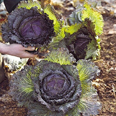 WILLVINE MAH -XII Cold-Hardy Cabbage 'January King No 3' [10g] Seed(3000 per packet)