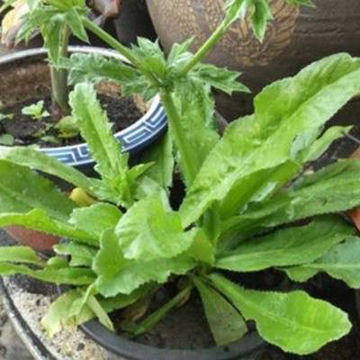 WILLVINE GUA-173 Organic Culantro - NGO GAI Seed(500 per packet)