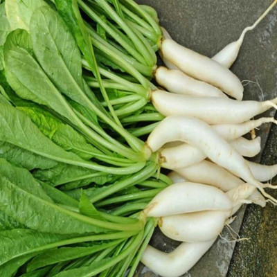 agri max gardens Radish Palak Patta Seeds Seed(50 per packet)