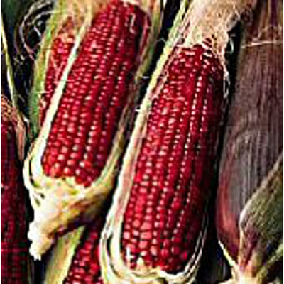 VibeX ® LXI-551 Ruby Queen Corn Seeds Seed(500 per packet)