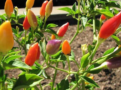 Qualtivate RES-8A MULTI COLORED CHILLI Seed(300 per packet)