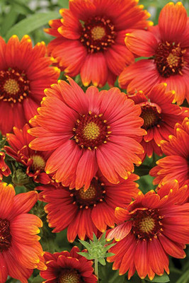Aywal Gaillardia Double Mixed Flower Seed(40 per packet)