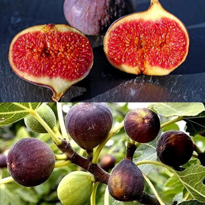 kranti farms anjeer Seed(30 per packet)