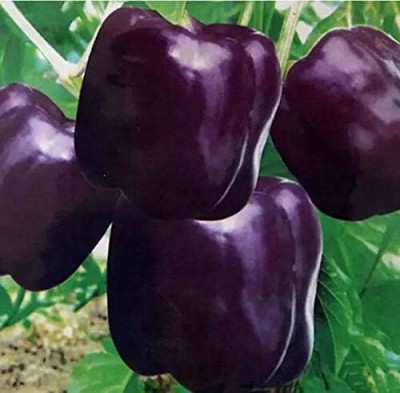 Qualtivate ICRA-9A Purple Capsicum Seeds Seed(100 per packet)