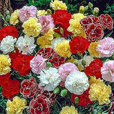 Lorvox Carnation Seed(20 per packet)
