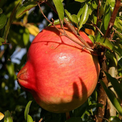 Aywal Dwarf Pomegranate Fruit Tree Seed(35 per packet)