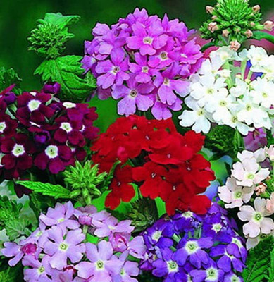 Epazo Verbena Hybrid Mixed Flower Seed(36 per packet)