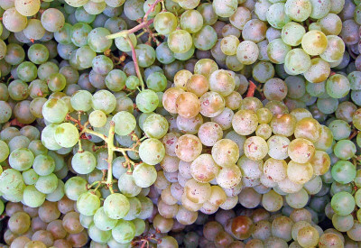 PASCLE Extra Sweet green grapes Seed(50 per packet)