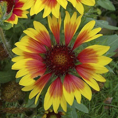KANAYA Gaillardia Aristata Flower Seed(80 per packet)