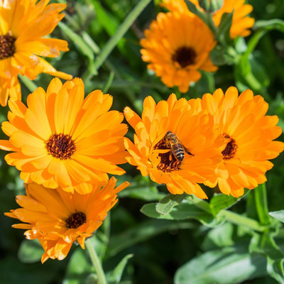 Quentova Orange Calendula-LXI Seed(50 per packet)