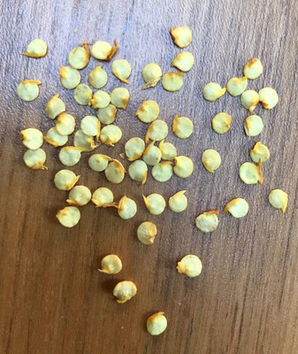 CYBEXIS Yellow Chili Pepper Seeds2400 Seeds Seed(2400 per packet)