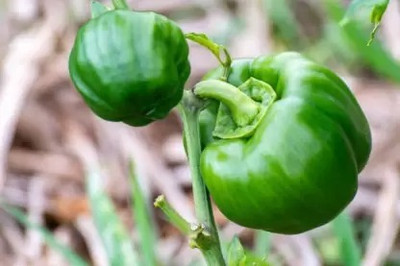 MAA Capsicum Green, Bell Pepper Seed(22 per packet)