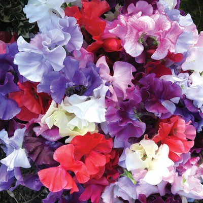 Quentova Sweet Pea Kings Spencer Waved Mix-AHS-88H Seed(40 per packet)