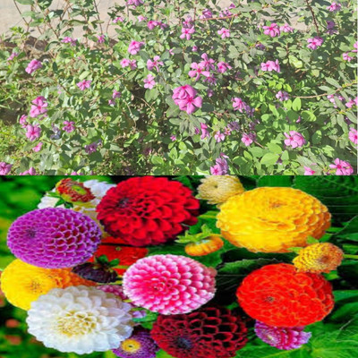 AA ENTERPRISES Sadabahar, periwinkle, Nayantara, Dahlia pinnata, daahaliya Seed(80 per packet)