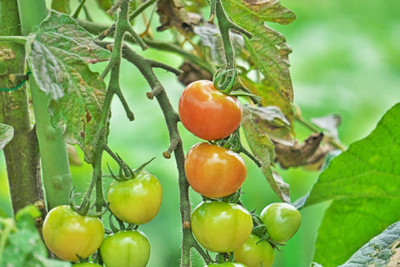 TANCES tomato Seed(115 per packet)