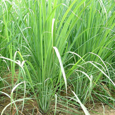 CYBEXIS LX-98 - Cymbopogon citratus Tea Lemon Grass - (2250 Seeds) Seed(2250 per packet)