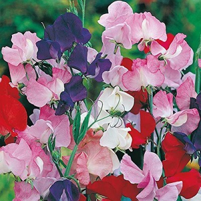 ACCELCROP Flower Seeds - Sweet Pea (Giant Wave Mixed) Seed(105 per packet)