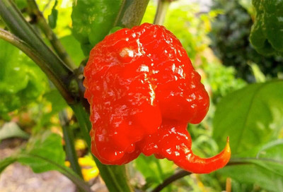 Qualtivate PUA-8A Hottest Chilli Carolina Reaper Chilli Seed(300 per packet)