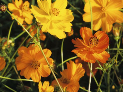 ZIXA Cosmic Orange Seed(30 per packet)