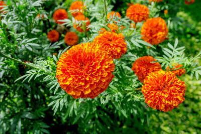 Farmonix marigold/gende ka phool flower seeds Seed(50 per packet)