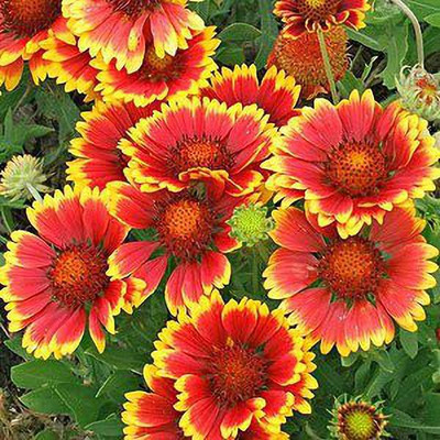 KANAYA Gaillardia Double Mixed Colour Flower Seed(20 per packet)
