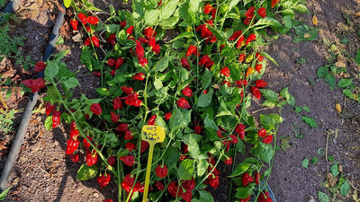 KNESSiN Disease-Resistant Lobotomy Red Chilli Seeds For Gardening-(2400 Seeds) Seed(2400 per packet)