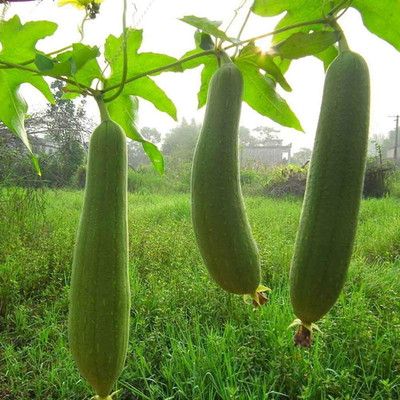 CYBEXIS Sponge Gourd Long Luffa Seeds800 Seeds Seed(800 per packet)