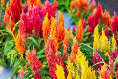 BSARKAR mix color celosia Flowers seed Seed(50 per packet)