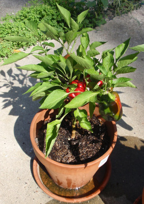 CYBEXIS KGF -71 - Hybrid Red Capsicum - (1350 Seeds) Seed(1350 per packet)