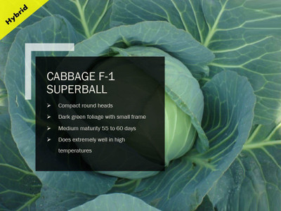 CYBEXIS CABBAGE F-1 SUPERBALL SEEDS(2500 Seeds) Seed(2500 per packet)