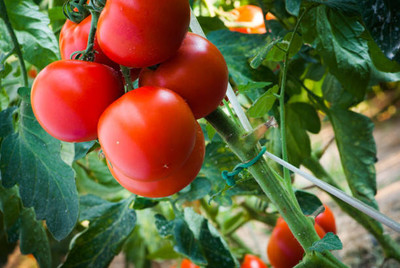 surmul tomato Seed(60 per packet)