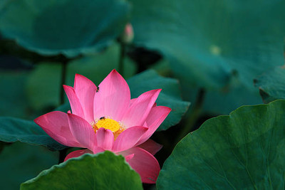 WINR lotus,kamal gatta Seed(14 per packet)