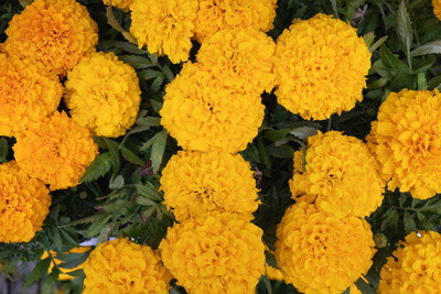 Desi Nushke marigold/gende ka phool flower seeds Seed(25 per packet)