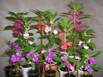 Lorvox Balsam double mixed flower Seed(50 per packet)