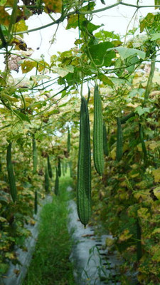 Kodali 30 Pc -Ridge Gourd Seeds Seed(30 per packet)