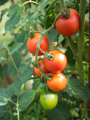 UGROW INIDA tomato Seed(145 per packet)