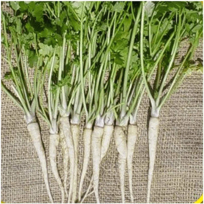 CYBEXIS HUA-48 - Hamburg Rooted Parsley - (750 Seeds) Seed(750 per packet)