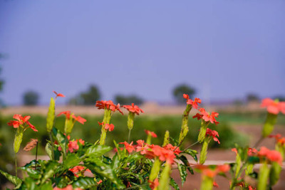 FarmQuartee kanakambaram-firecracker-crossandra Seed(50 per packet)