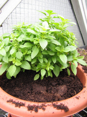 Qualtivate VVI-25 Dwarf Fine Bush Basil Minette Seed(1000 per packet)