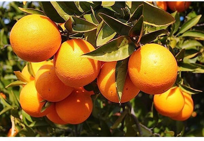 Aywal Mausambi Sweet Lemon Fruit - Citrus Limetta Seed(22 per packet)