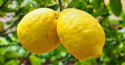 Aywal Lemon , Nimbu Seed(14 per packet)