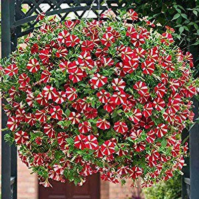 MAA Petunia Seed(140 per packet)